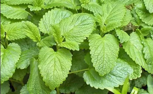 lemon balm extract yu sleep ingredients